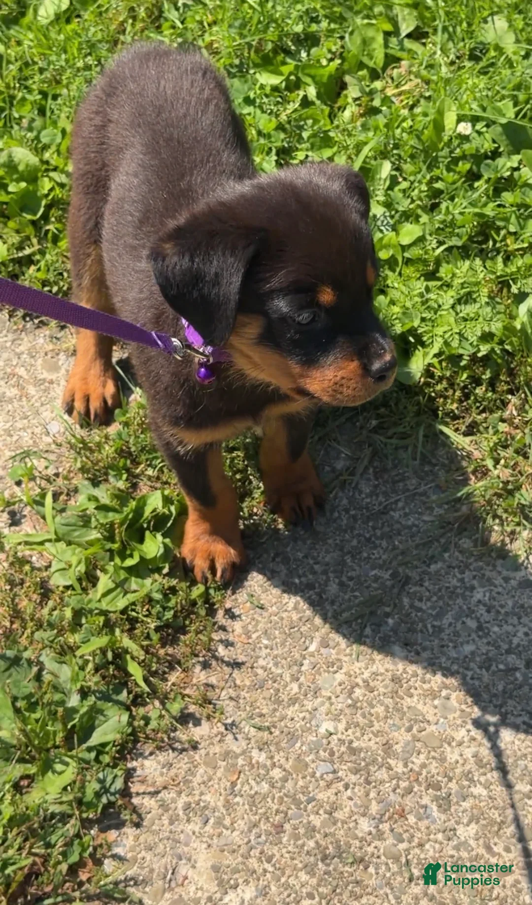 Rottweiler dogs for sale:  DD  - Ad 2