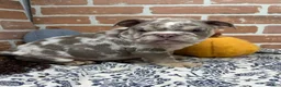 English Bulldog dogs for sale: Eric - Ad 5