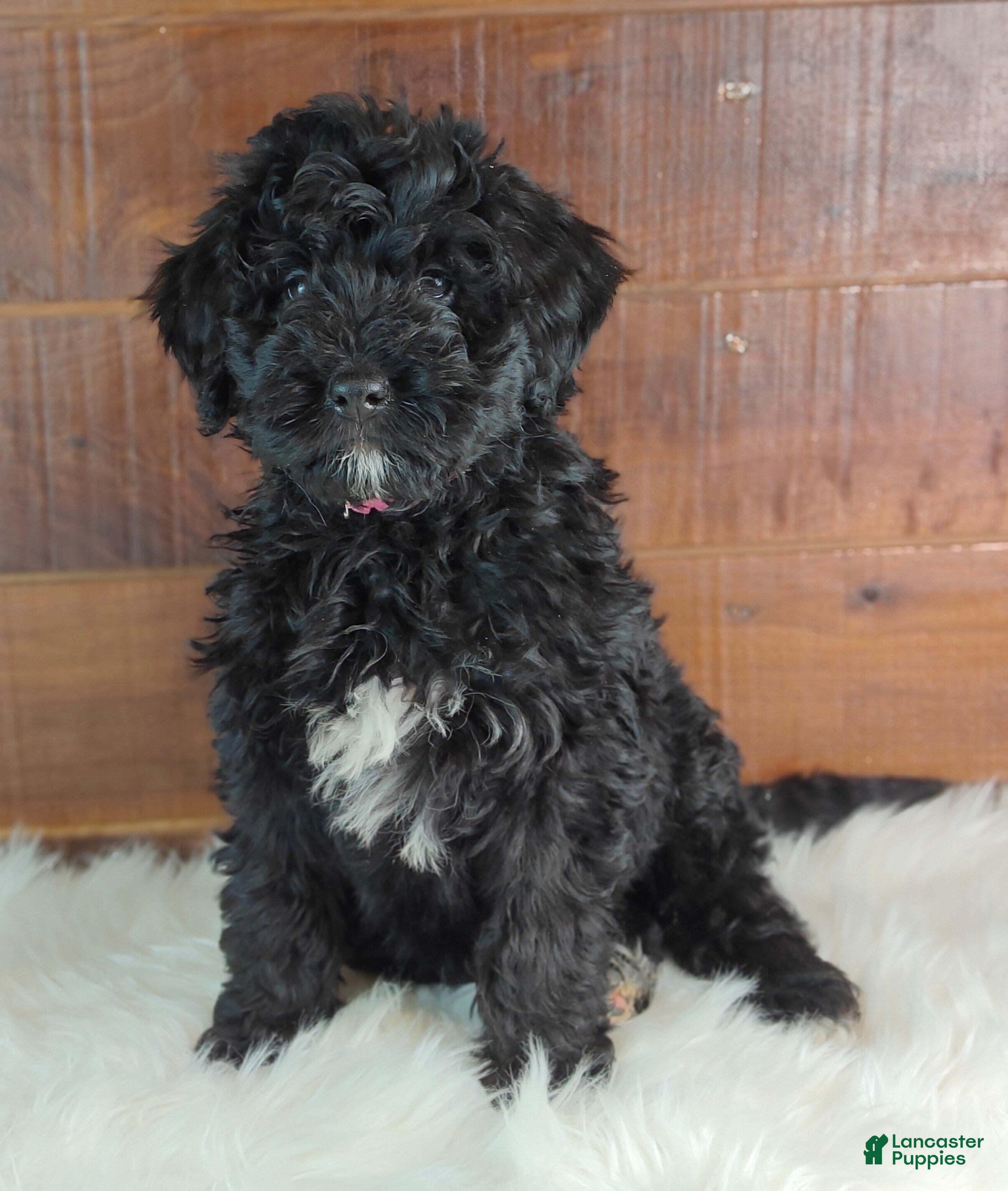 Bernedoodle dogs Cinder - Ad 1