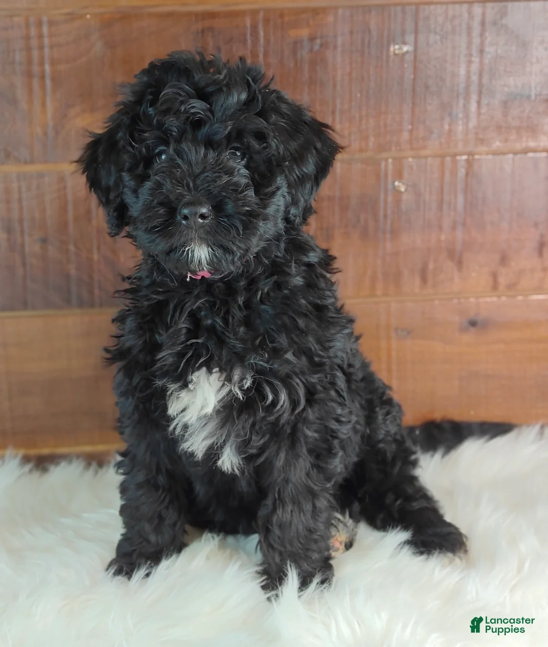Bernedoodle dogs for sale: Cinder - Ad 1