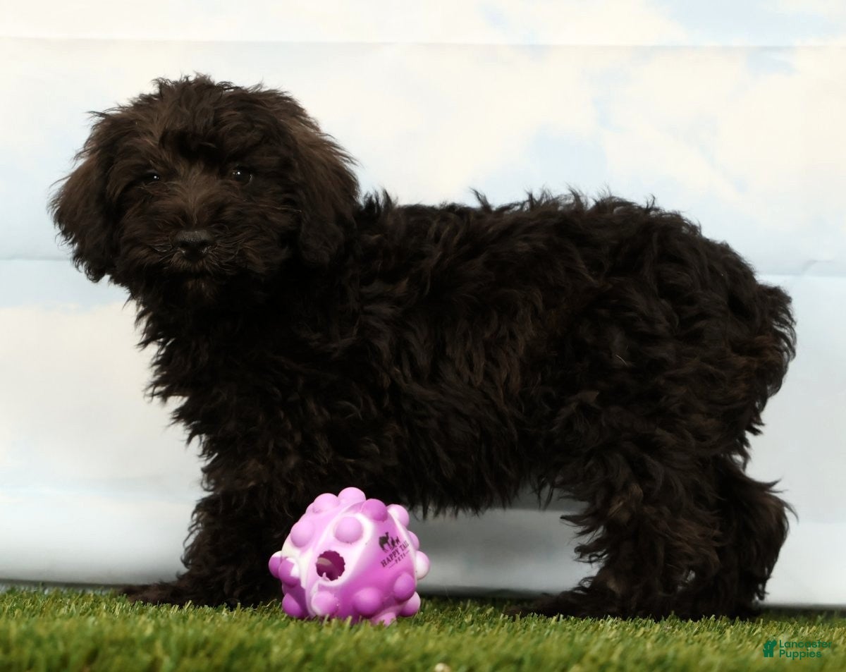 Schnoodle dogs Hunter - Ad 2