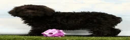 Schnoodle dogs for sale: Hunter - Ad 2