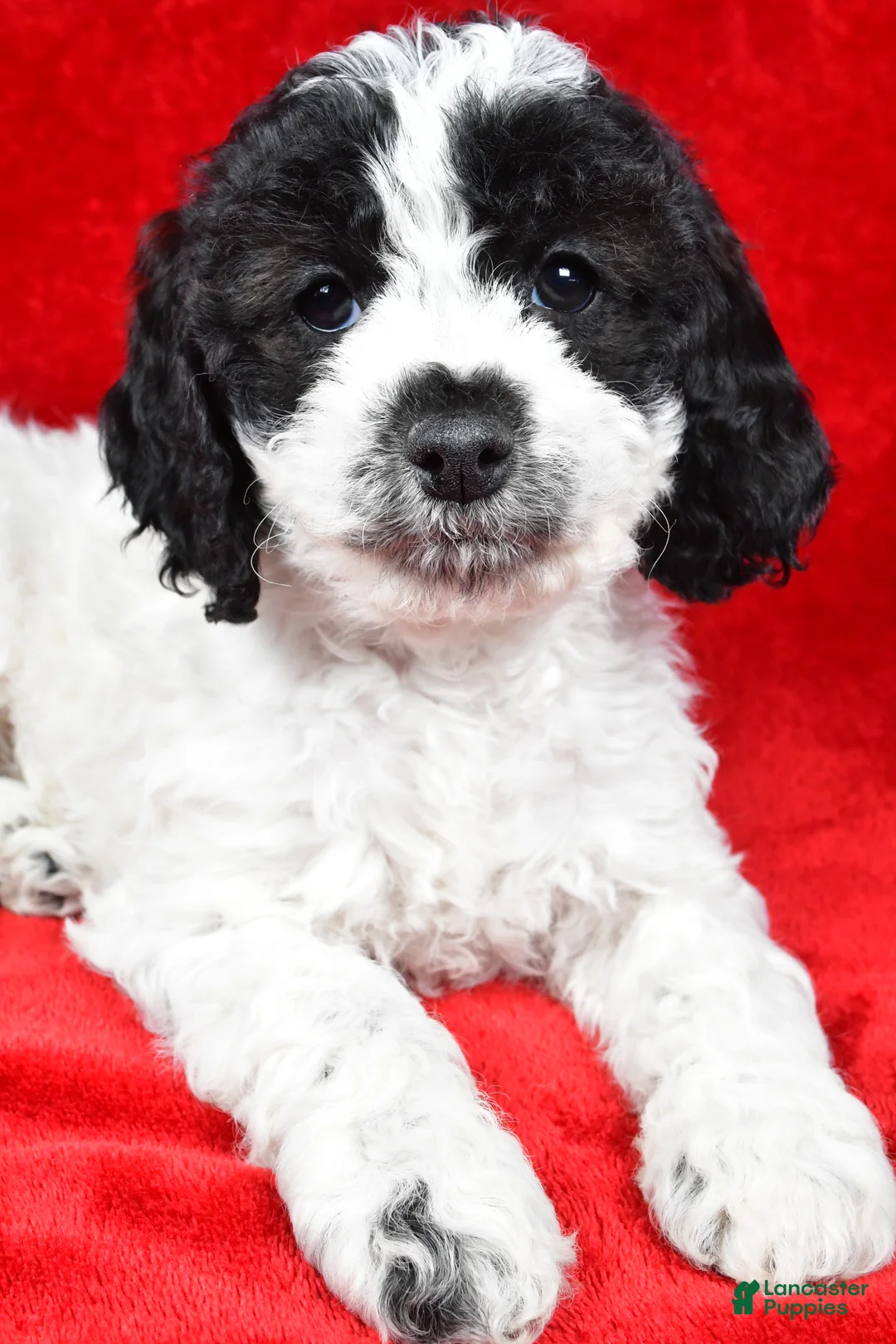 Cockapoo dogs for sale: Dolly - Ad 4