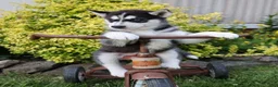 Siberian Husky dogs for sale: Chrissy - Ad 5