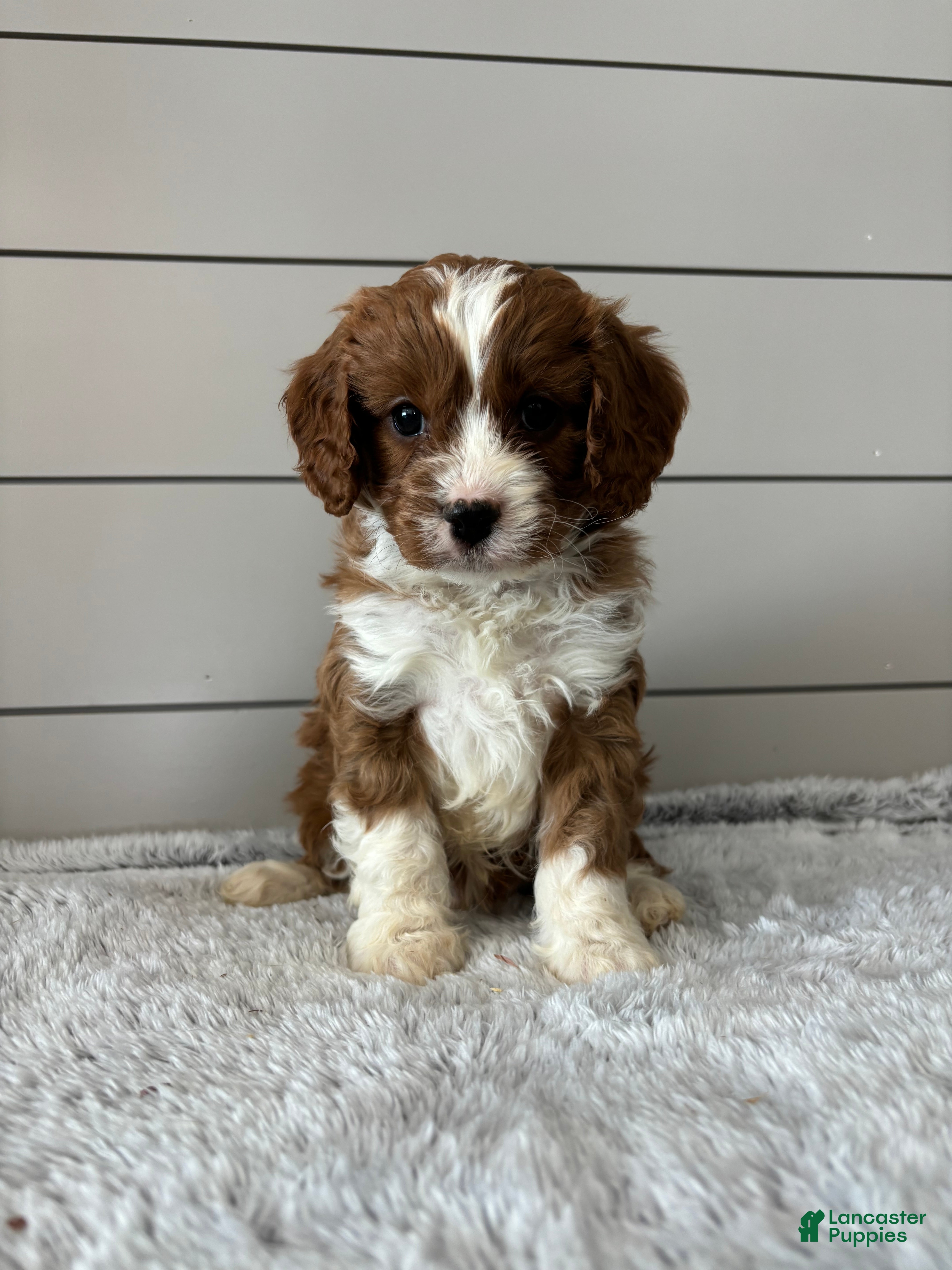 Cavapoo dogs Teddy - Ad 25
