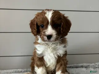 Cavapoo dogs Teddy - Ad 25