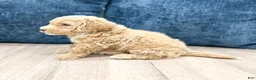 Bichpoo dogs for sale: Romeo - Ad 5