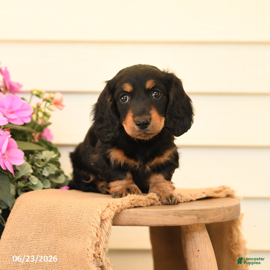 Dachshund dogs Twila - Ad 2