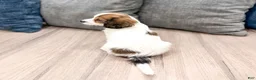Cavachon dogs for sale: Jasmine - Ad 6