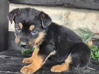 Mixed Breed dogs Remy - Ad 10