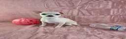 Chihuahua dogs for sale: Nana - Ad 10