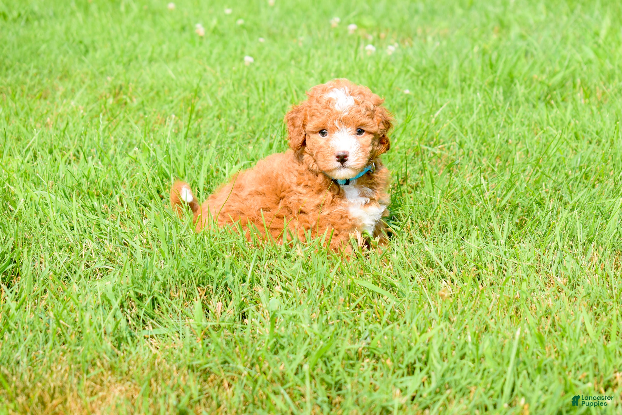 Maltipoo dogs Scout 🐾 - Ad 2