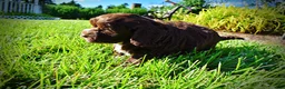 Havapoo dogs for sale: Coco - Ad 9