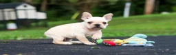 French Bulldog dogs for sale: Koby - Ad 6