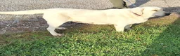 Labrador Retriever dogs for sale:  Kelly  - Ad 2
