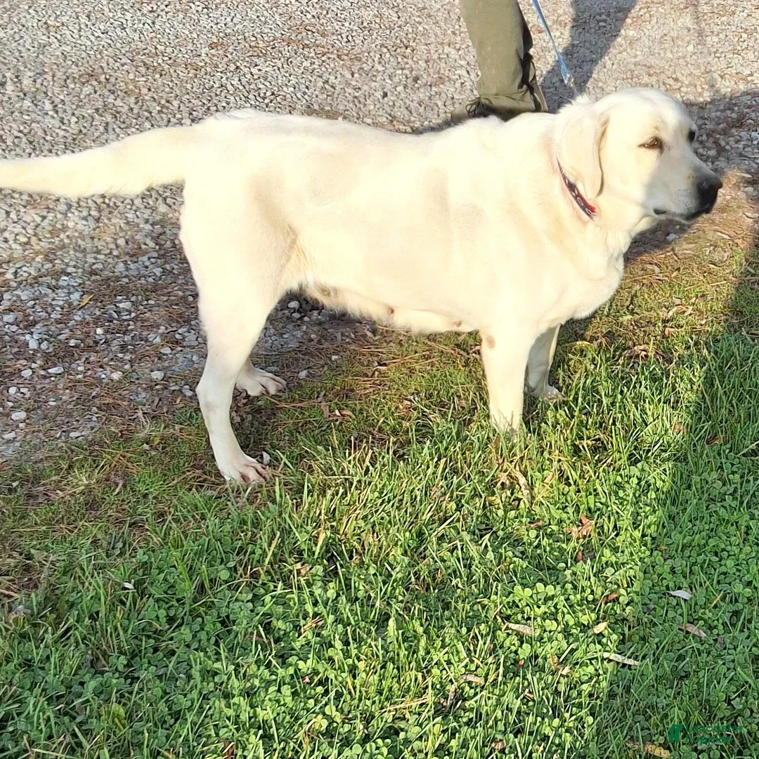 Labrador Retriever dogs for sale:  Kelly  - Ad 2