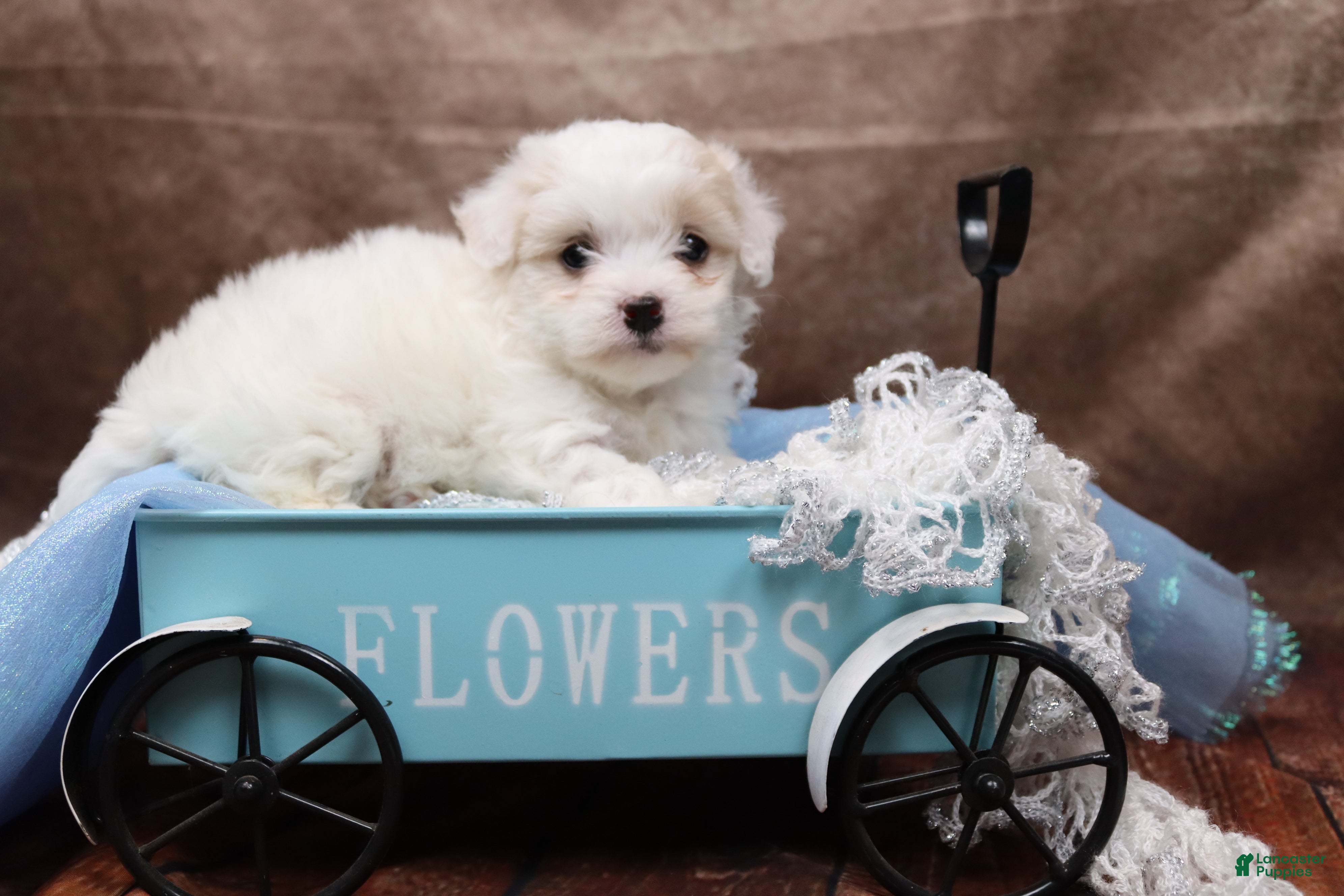 Cavapoo dogs Frosting - Ad 2