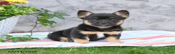 Mixed Breed dogs for sale: Lane - Ad 1