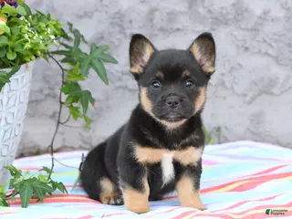 Mixed Breed dogs for sale: Lane - Ad 1
