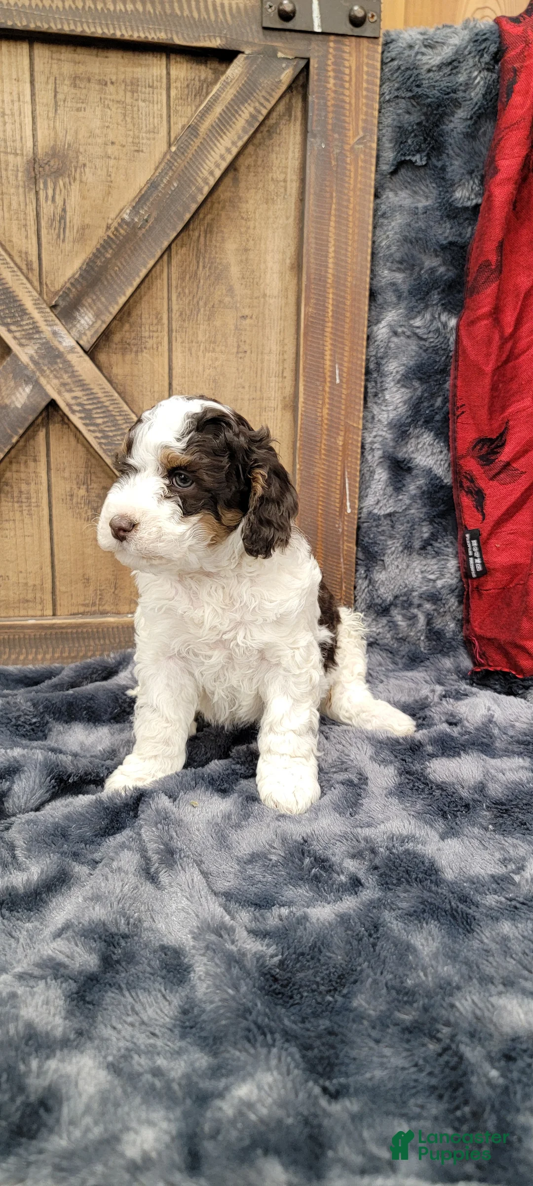 Cockapoo dogs for sale: Sonny - Ad 3
