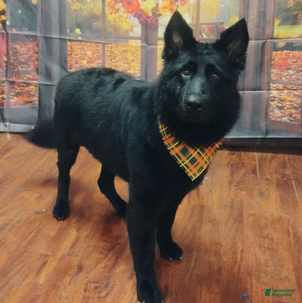 German Shepherd dogs Ember - Ad 27