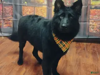 German Shepherd dogs Ember - Ad 21