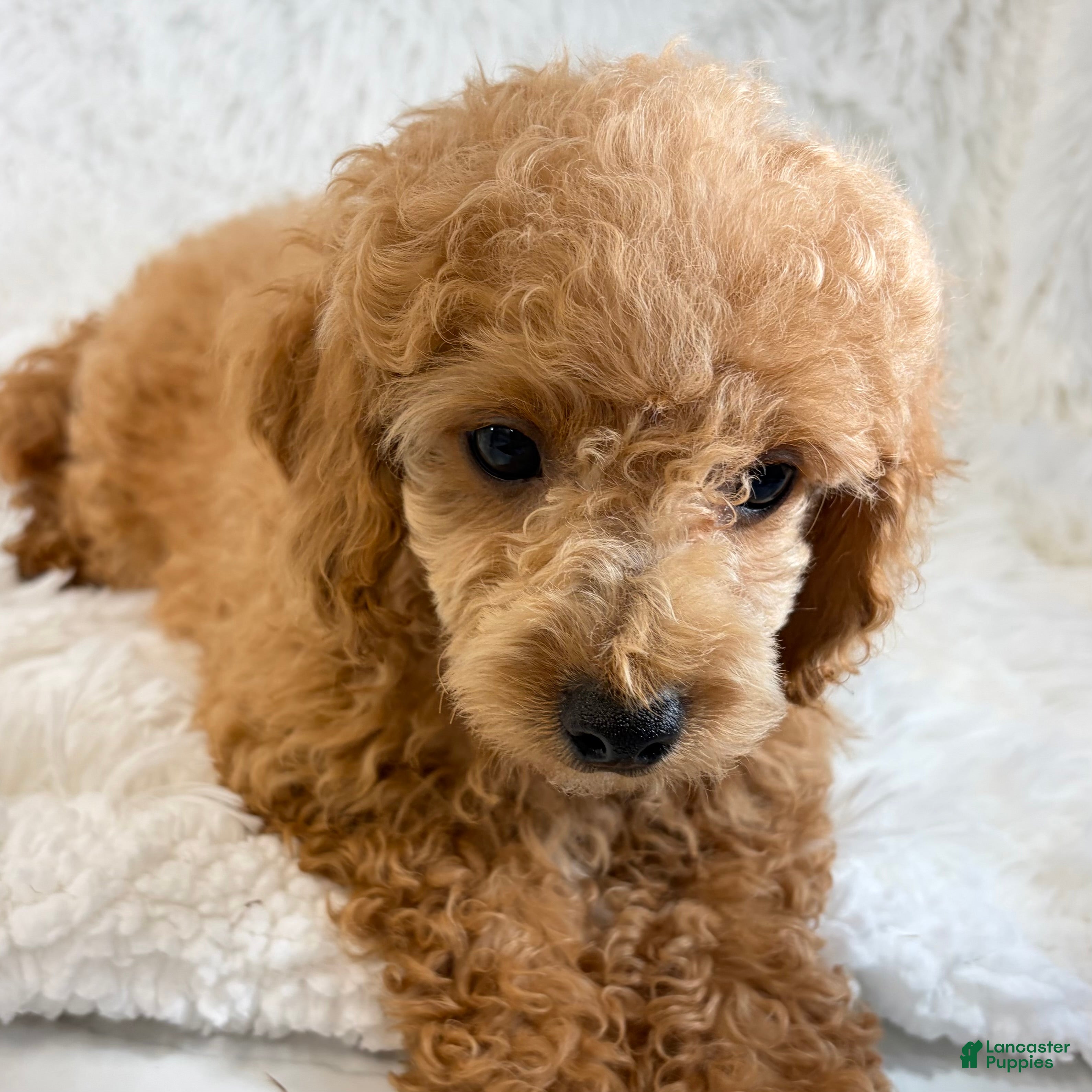 Toy Poodle dogs Bear - Ad 22