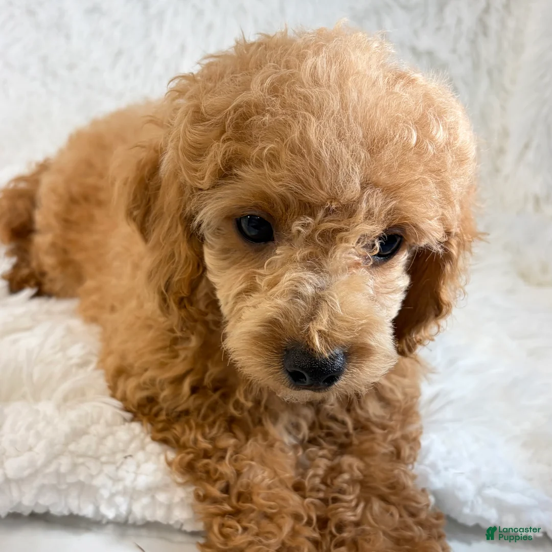 Toy Poodle dogs for sale: Bear - Ad 1
