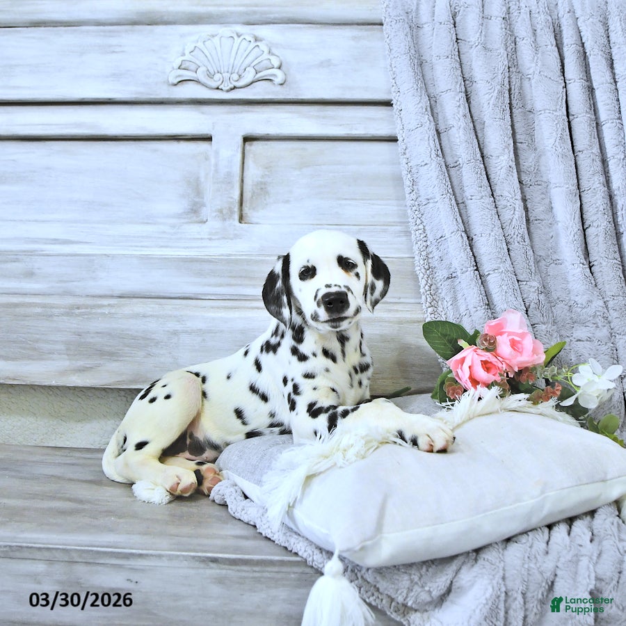 Dalmatian dogs Daisy - Ad 1