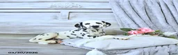Dalmatian dogs for sale: Daisy - Ad 1
