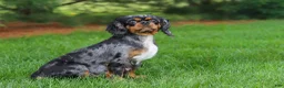 Cavalier King Charles Spaniel dogs for sale: Charlie - Ad 8