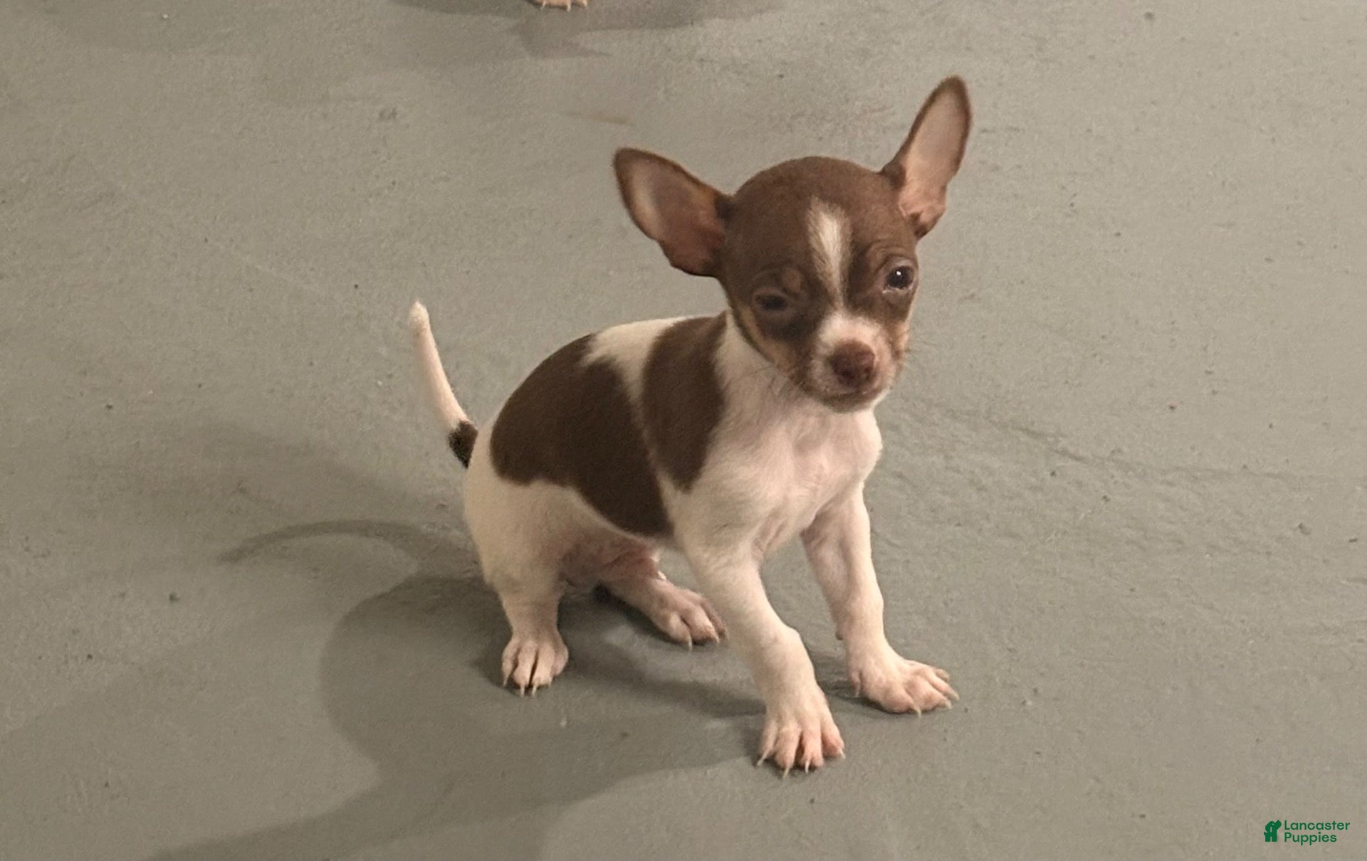 Chihuahua dogs for sale: Chihuahua 1 - Ad 2