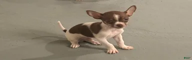 Chihuahua 1