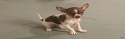 Chihuahua dogs for sale: Chihuahua 1 - Ad 1
