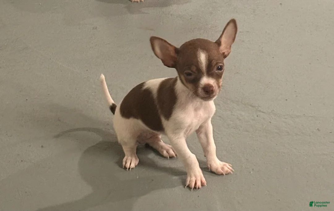Chihuahua dogs for sale: Chihuahua 1 - Ad 1