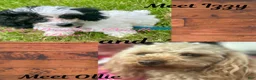 Toy Poodle dogs for sale: Toy Poodle 1 - Ad 6