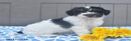 Bichpoo dogs for sale: Sparky - Ad 4
