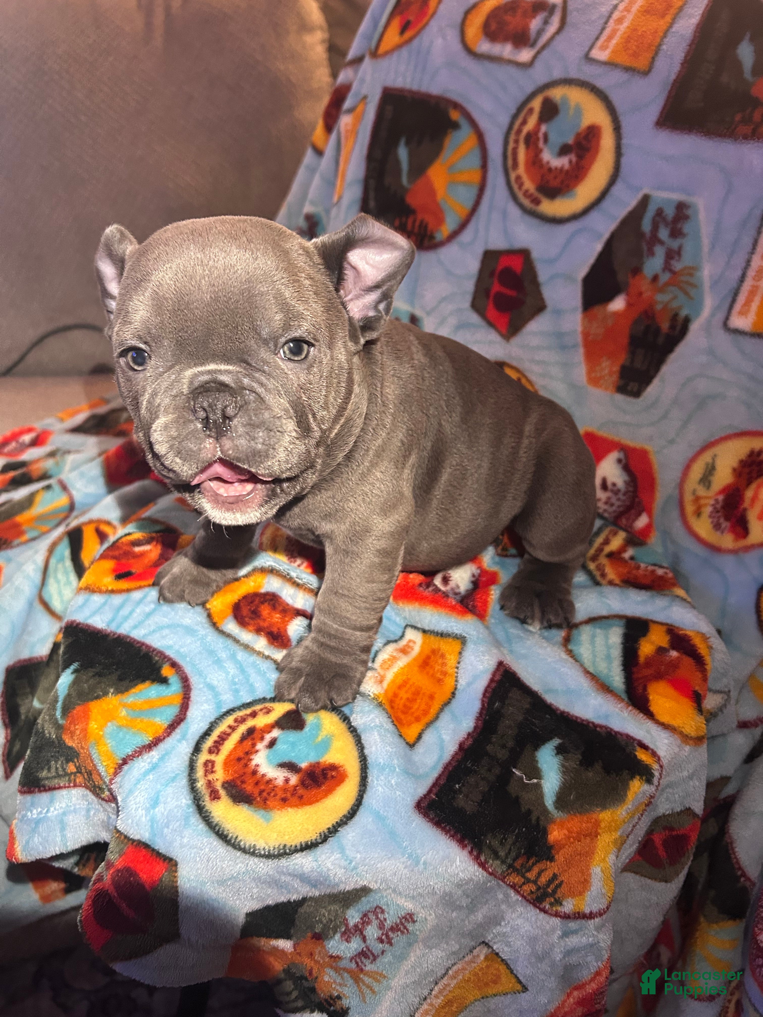 American Bully dogs American Bully Puppy 4 - Ad 2