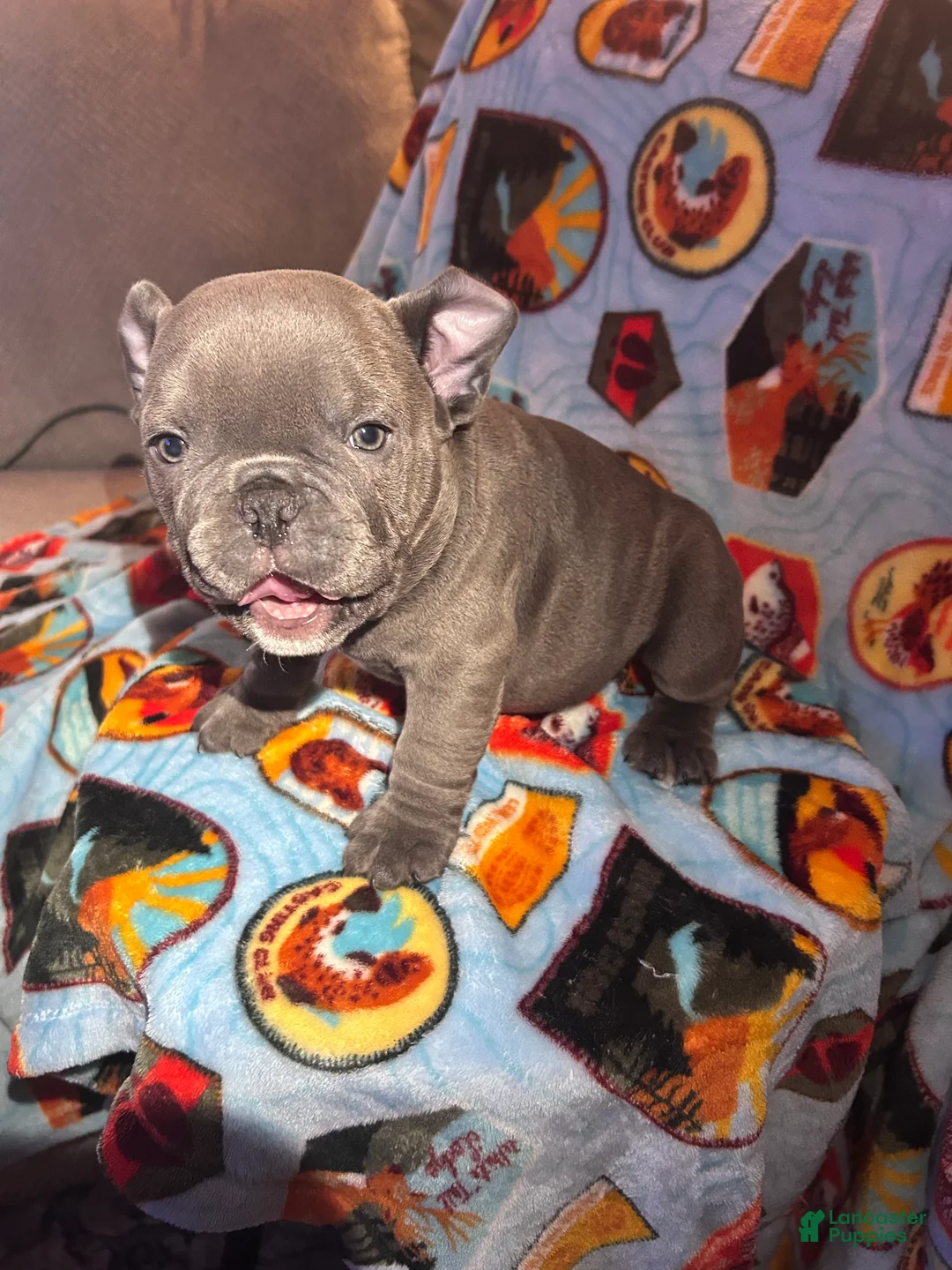 American Bully dogs for sale: American Bully Puppy 4 - Ad 2