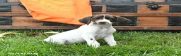 German Shorthaired Pointer dogs for sale: Ruby - Ad 1