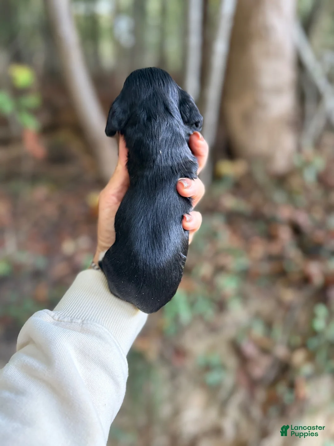Cocker Spaniel dogs for sale: Cocker Spaniel 3 - Ad 2