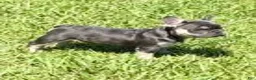 French Bulldog dogs for sale: Rose - Ad 4