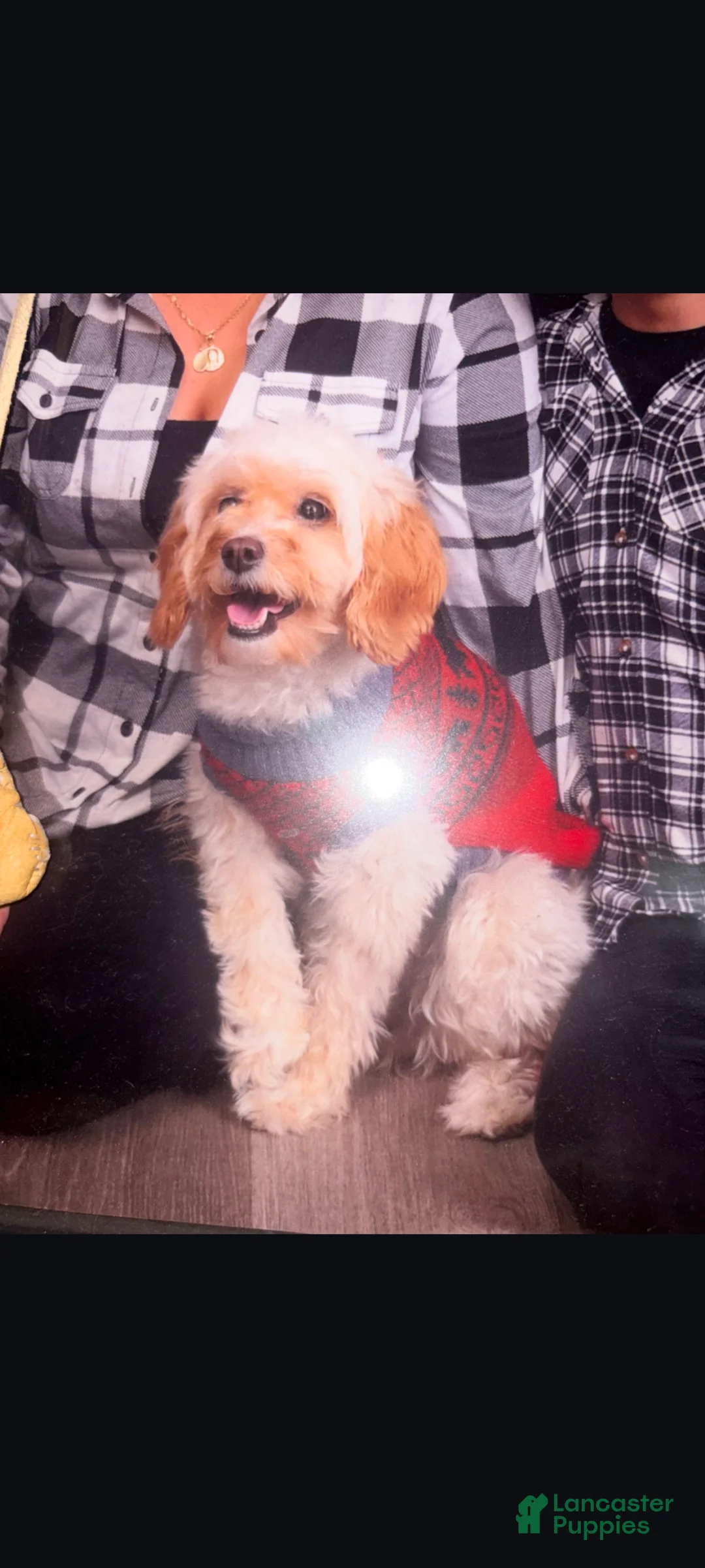 Cavapoo dogs for sale: Cavapoo Puppy 1 - Ad 5