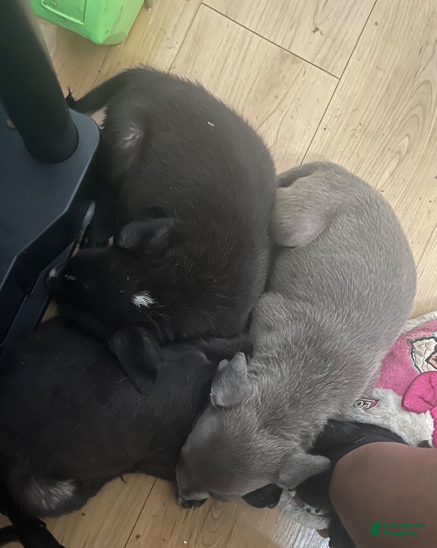 Mixed Breed dogs Mixed Breed 4 - Ad 42
