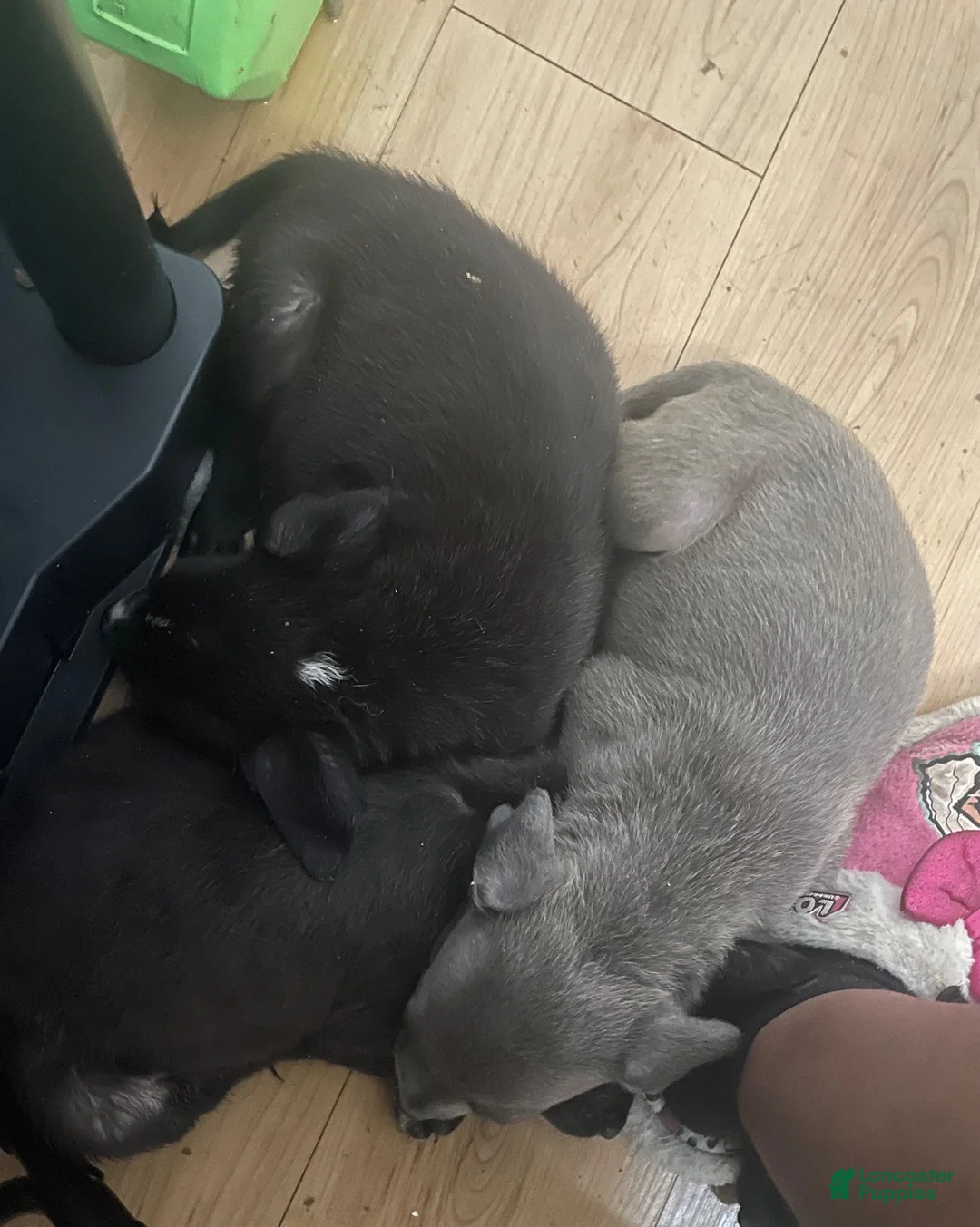 Mixed Breed dogs for sale: Mixed Breed 4 - Ad 1