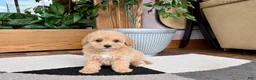 Mixed Breed dogs for sale: Mixed Breed 2 - Ad 7