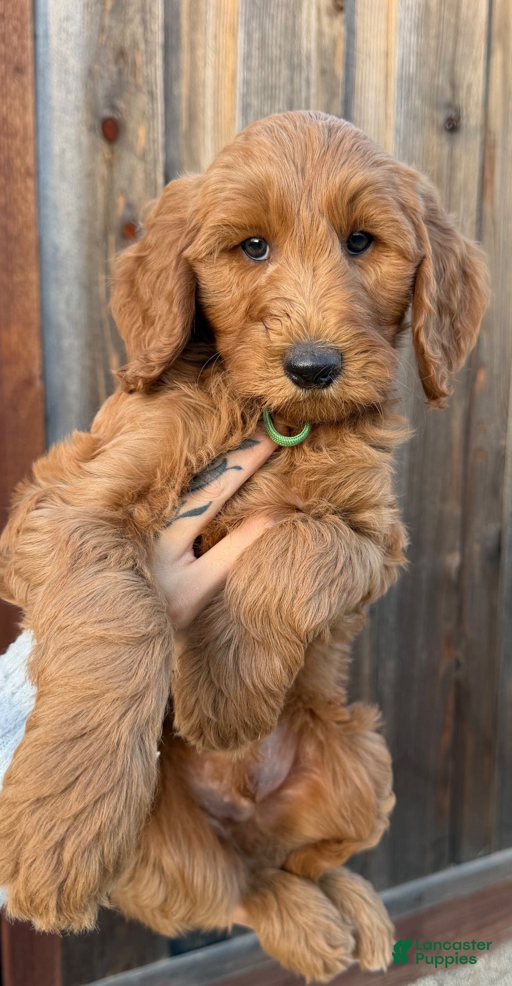 Goldendoodle dogs for sale: Goldendoodle 3 - Ad 4