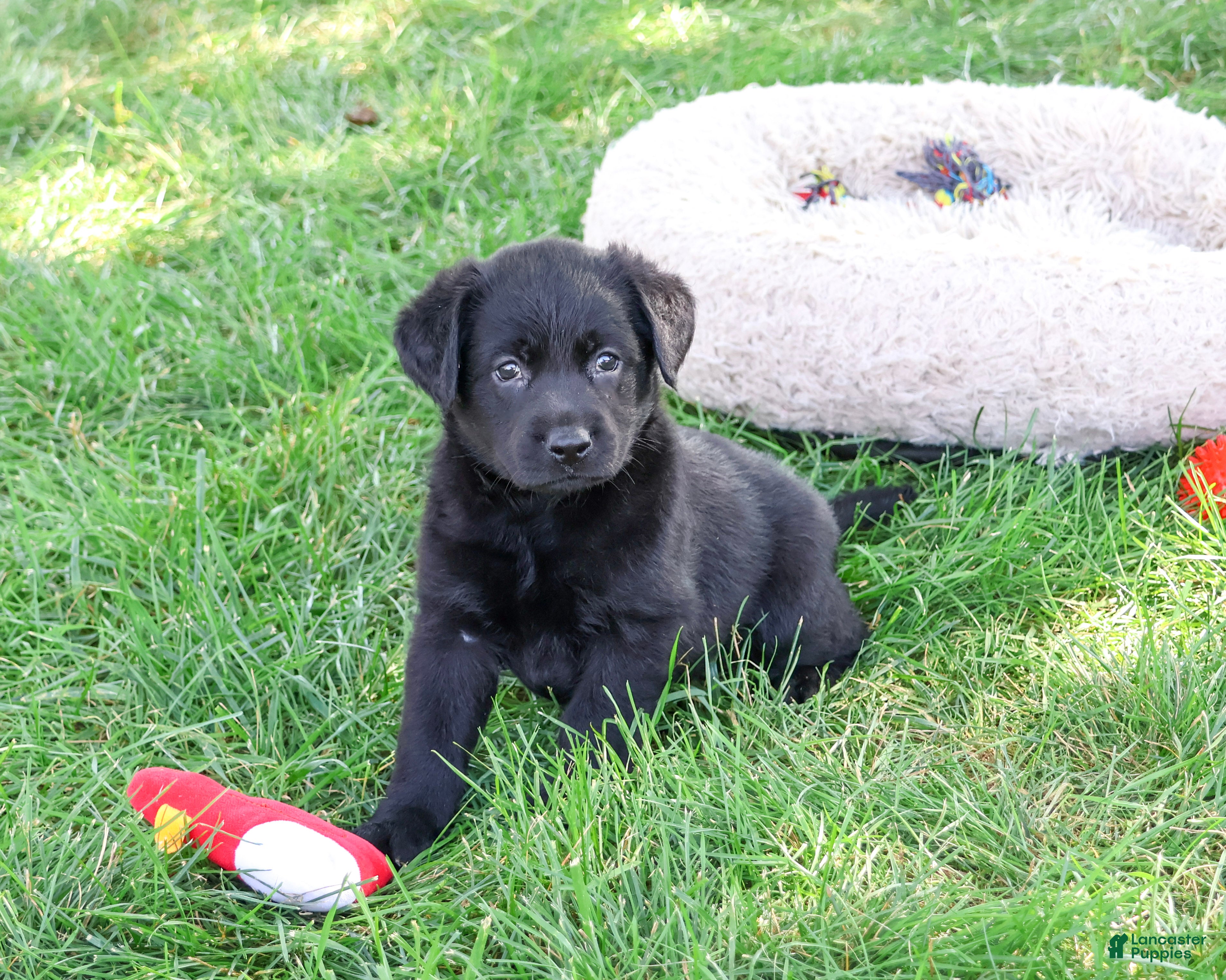 Labrador Retriever dogs Mowgli - Ad 29