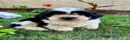 Teddy Bear dogs for sale: Camilla - Ad 5