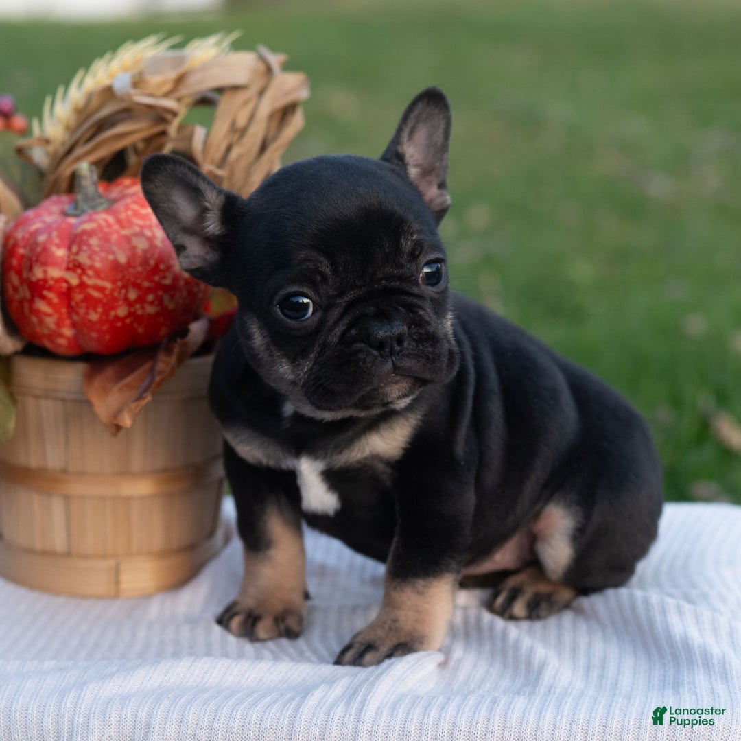French Bulldog dogs for sale: SindyAnn  - Ad 6